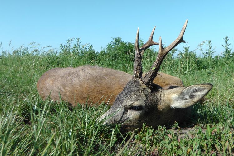 őzbak vadászat, Cigánd